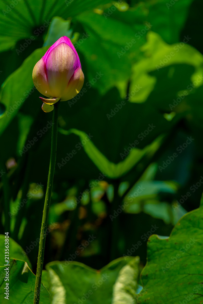 Bud of the lotus.Background is the lotus leaf.Shooting location is Yokohama, Kanagawa Prefecture Japan.
