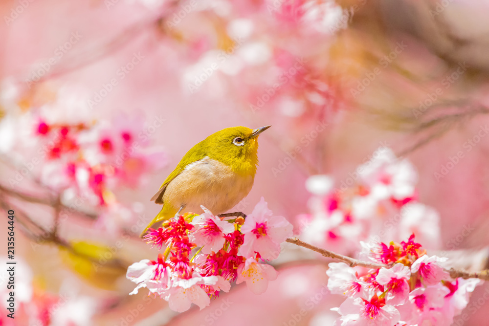Japanese White-eye.The background is cherry blossoms. Located in Tokyo Prefecture Japan.