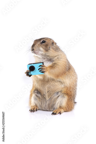 Little prairie dog holding blue action camera in hands.