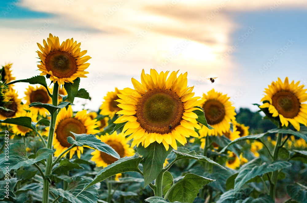 buzzing sunflowers at sunset