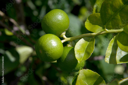 Wallpaper Mural Fresh green lemon limes on tree in organic garden Torontodigital.ca