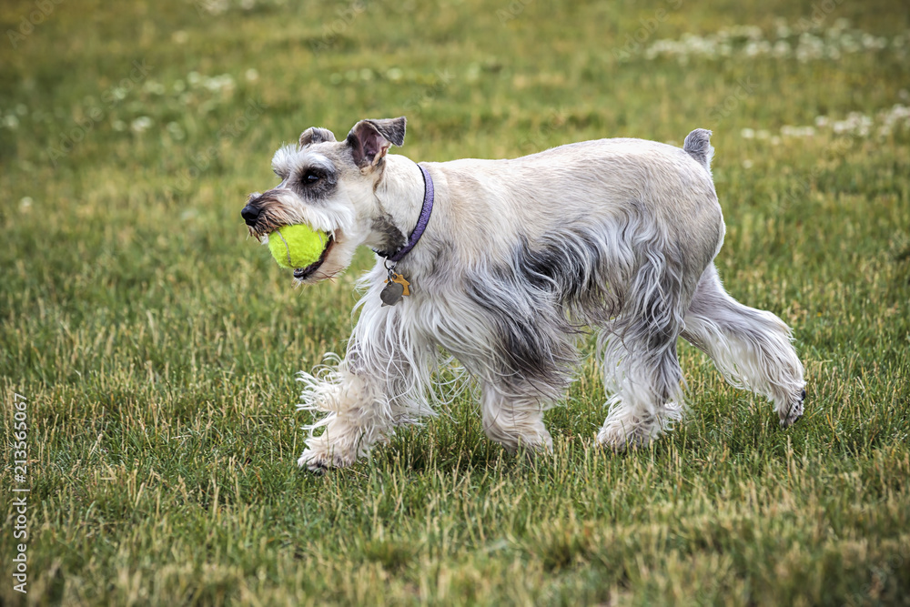 Miniature schnauzer plays with a ball. Miniature schnauzer plays with a ball.