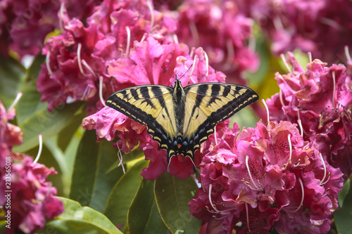 Yellow two tailed swallowtail butterfly. photo