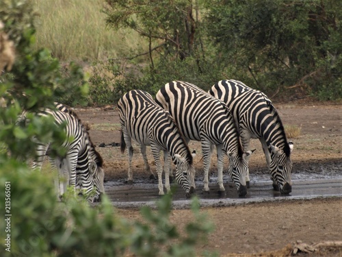zebra drinking at waterhole