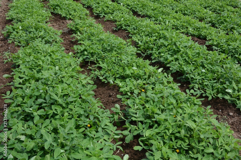 Peanut cultivation Peanut cultivation
