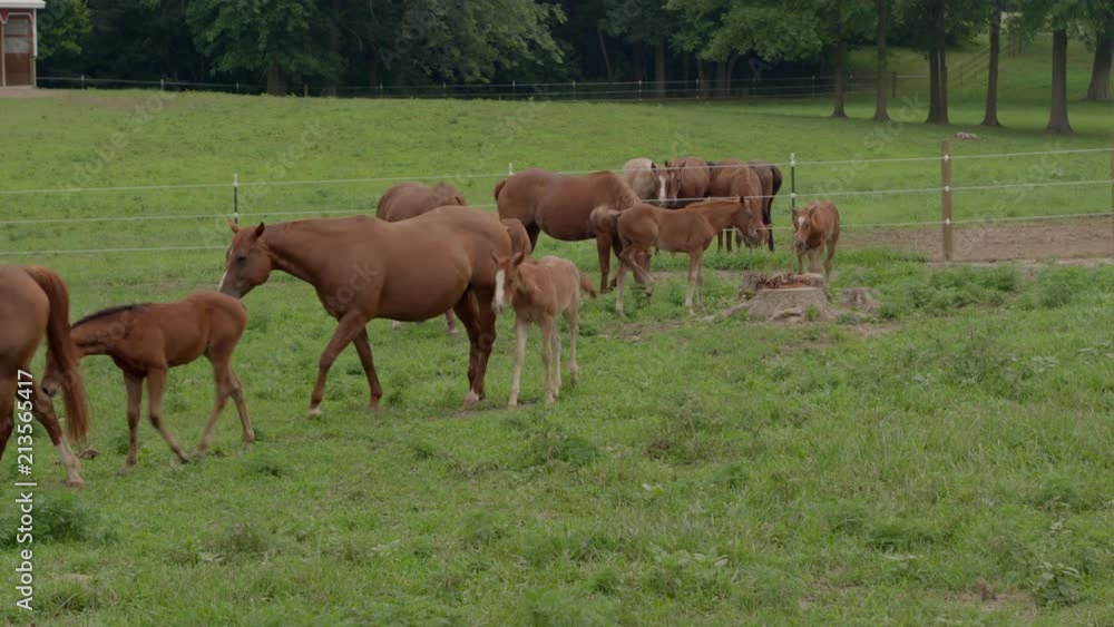 Drone of horses in grazing in a pasture at Crooked Creek and roaming towards camera. Drone of horses in grazing in a pasture at Crooked Creek and roaming towards camera.