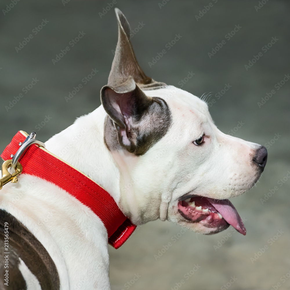American Pit Bull Terrier dog portrait.
