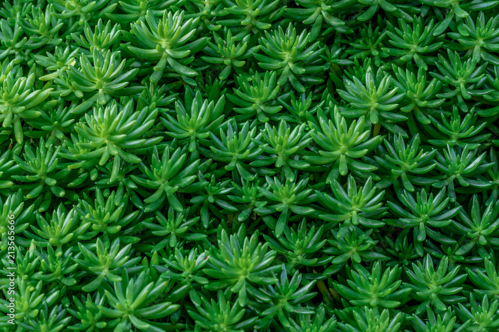 green leaf texture, Fresh tropical Green leaves background green leaf texture, Fresh tropical Green leaves background