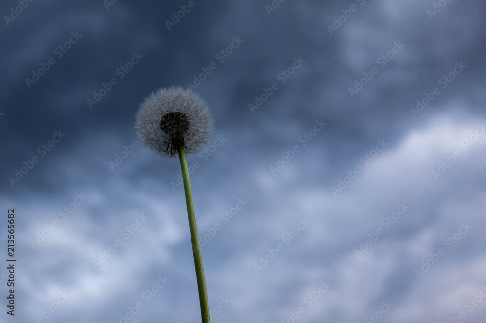  white dandelion