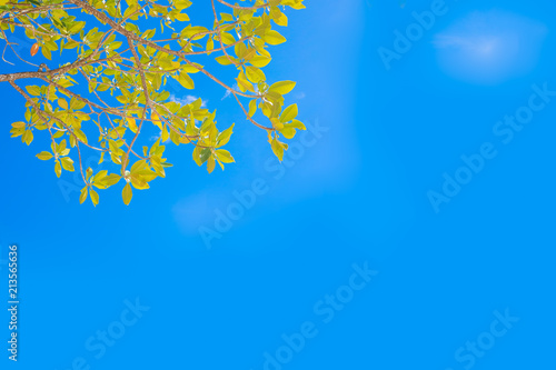 Green leaves with sky background  copy space