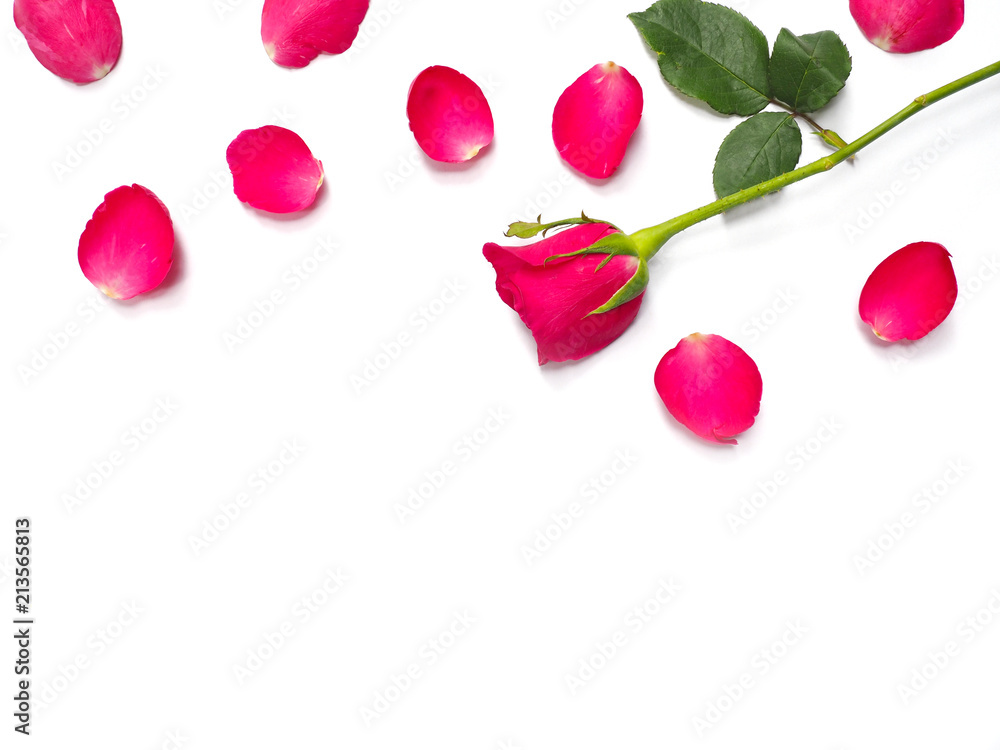 red roses with petals on white paper background