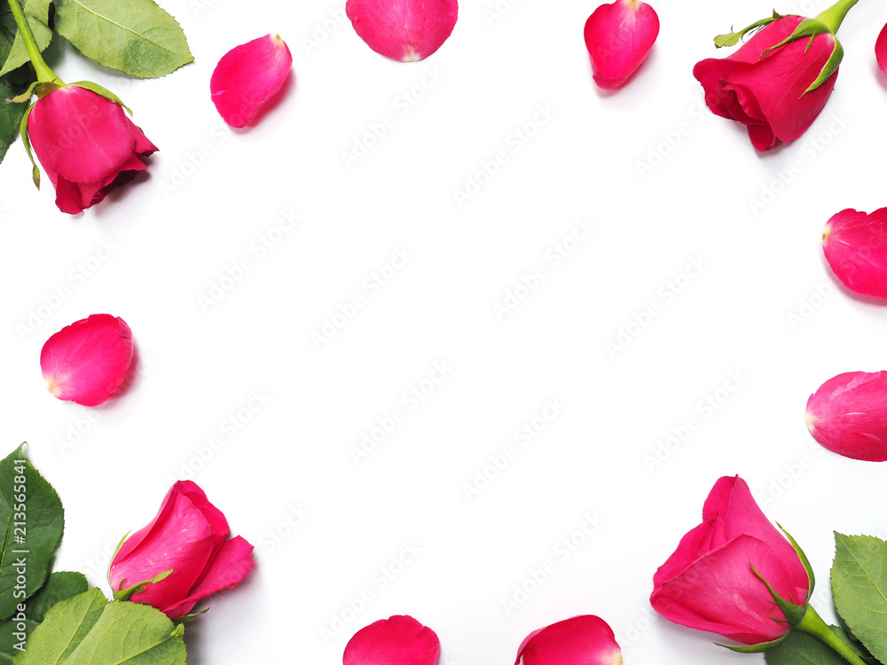 Close up red roses with petals on white paper background and copy space for Valentine's day background. Top view.