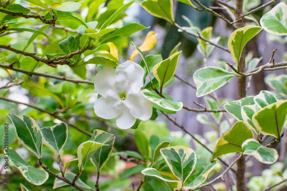 Fragrant jasmine flower Fragrant jasmine flower