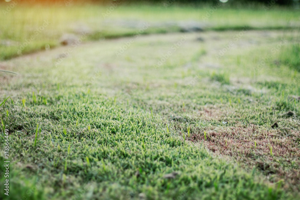 lawn is cut with sun shining. lawn is cut with sun shining.