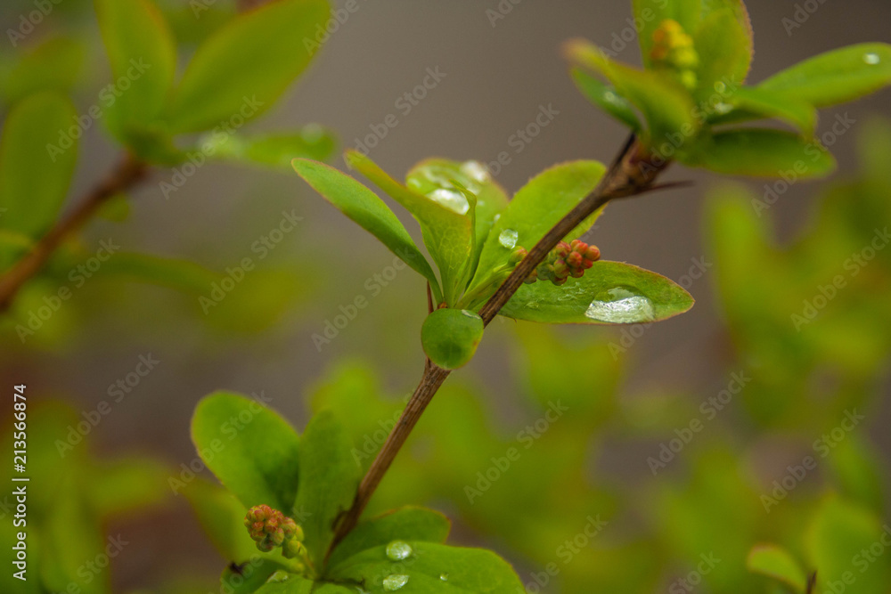 a drop of dew a drop of dew