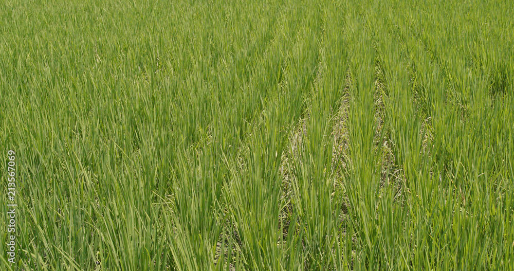 Fresh Paddy rice field in Taiwan, Yilan Fresh Paddy rice field in Taiwan, Yilan