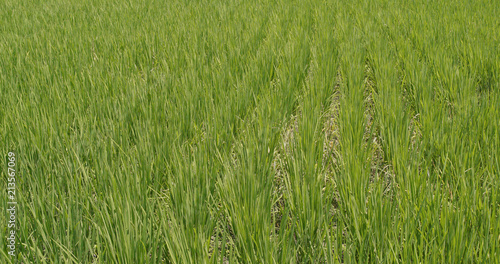 Fresh Paddy rice field in Taiwan, Yilan