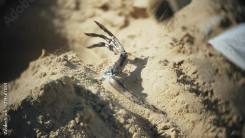 The woman is engaged in excavating bones in the sand, Skeleton and archaeological tools.