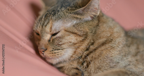 Lovely cat sleeping on bed