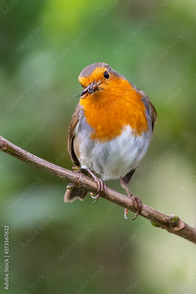 European robin (Erithacus rubecula) catching an insect in its bi European robin (Erithacus rubecula) catching an insect in its bi
