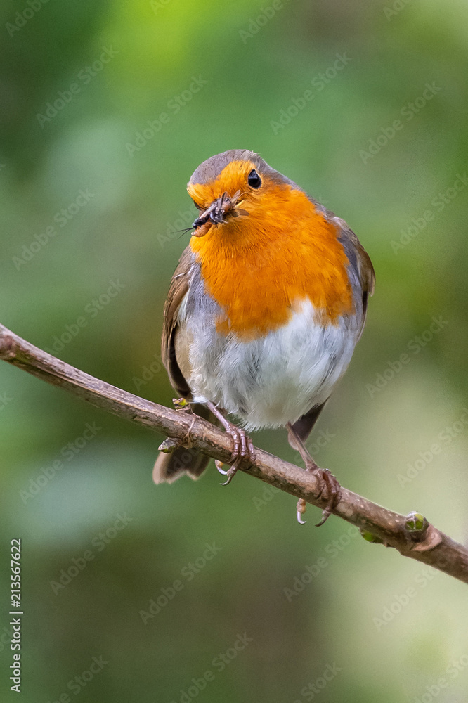 European robin (Erithacus rubecula) catching an insect in its bi