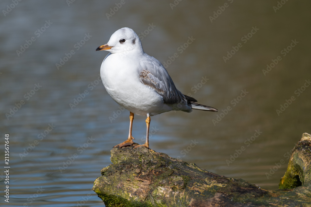 Fototapeta premium Black-headed gull (Chroicocephalus ridibundus). Adult winter plumage.