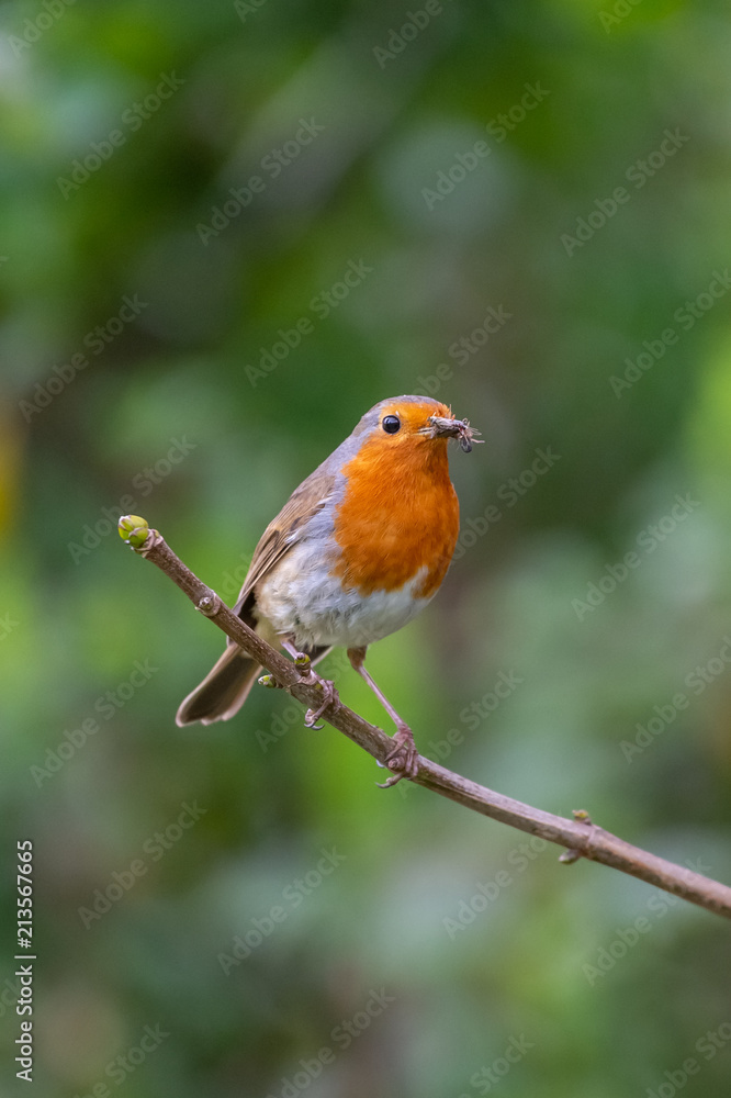 European robin (Erithacus rubecula) catching an insect in its bills