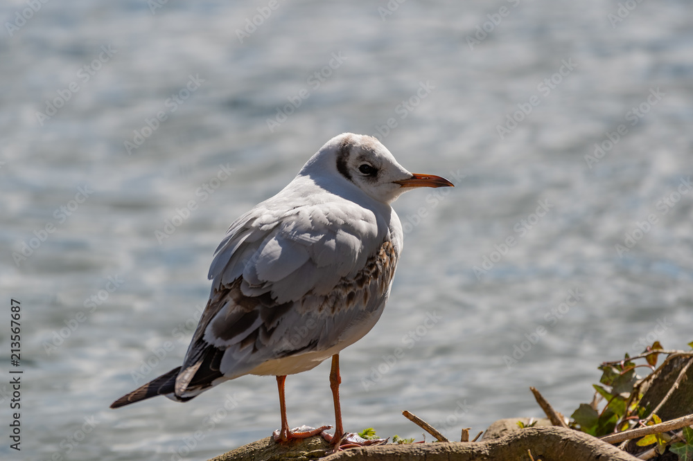 Fototapeta premium Black-headed gull (Chroicocephalus ridibundus). Adult winter plumage.