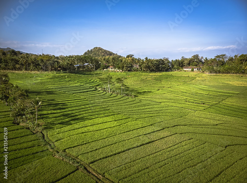 Green rice field aerial shot  Yogyakarta  Indonesia - 15 July 2018