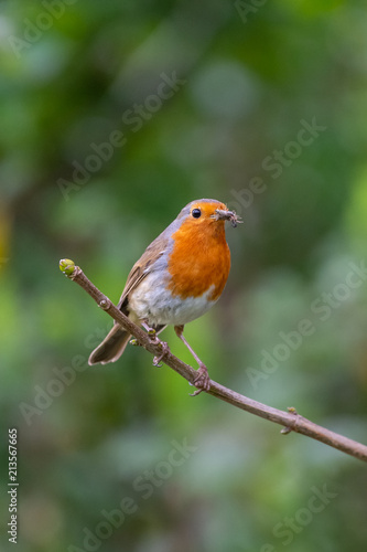 European robin (Erithacus rubecula) catching an insect in its bills