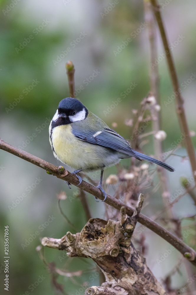 Obraz premium Great tit (Parus major)