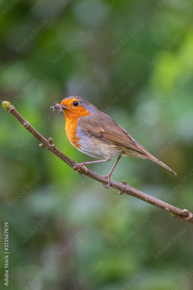 European robin (Erithacus rubecula) catching an insect in its bills European robin (Erithacus rubecula) catching an insect in its bills