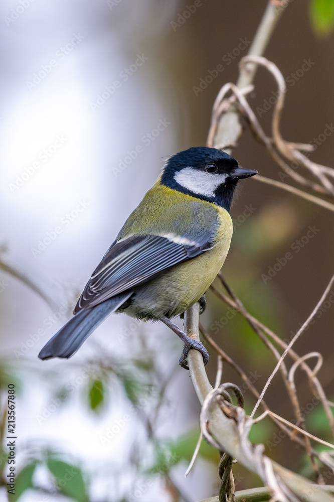 Obraz premium Great tit (Parus major)