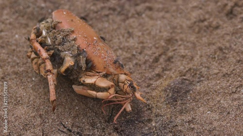 Dead lobster on beach being swarmed with flies from multiple angles in slow motion photo