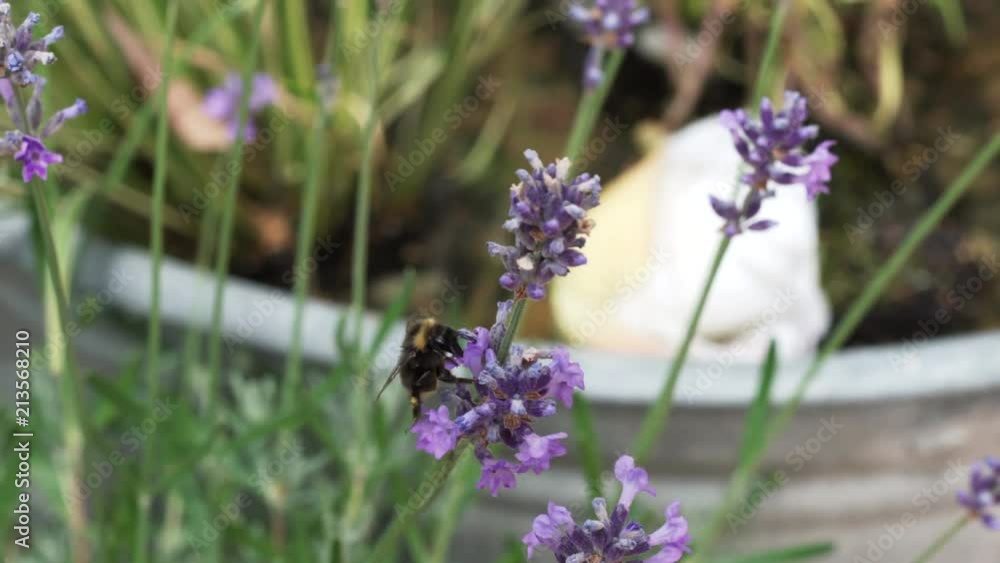 Closeup of bumblebee flying around lavender flower. Closeup of bumblebee flying around lavender flower.