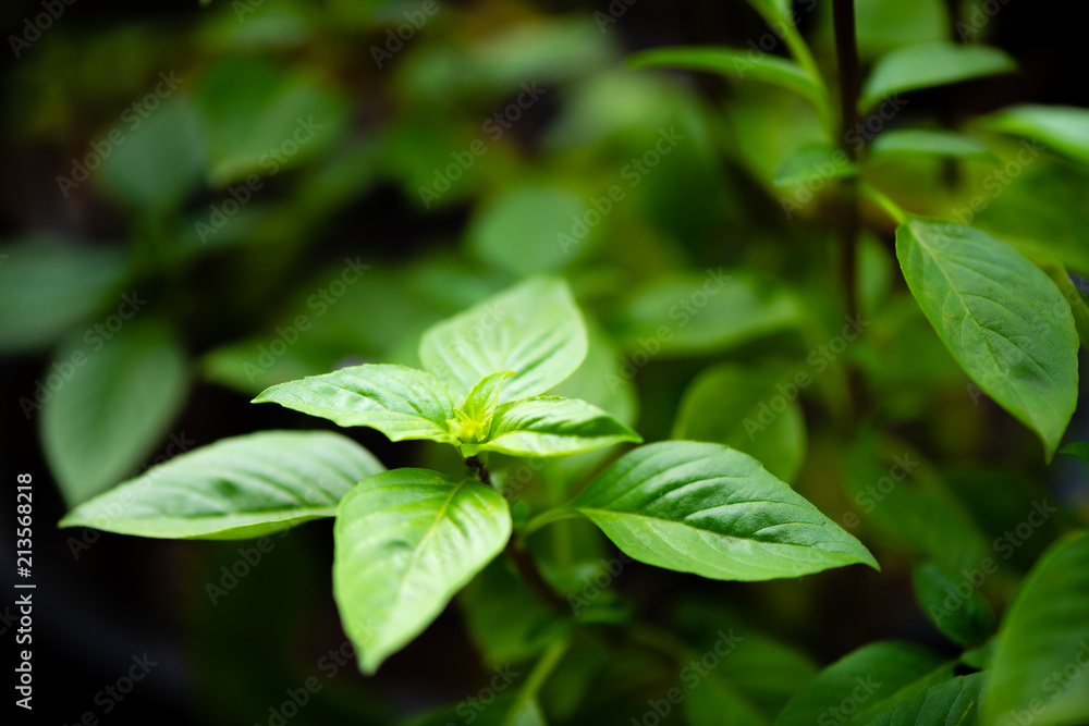 asian vegetable basil leaf.closeup basil leaf for cook.fresh basil leaves from Thailand.basil garden.put forth leaves.be in bud. asian vegetable basil leaf.closeup basil leaf for cook.fresh basil leaves from Thailand.basil garden.put forth leaves.be in bud.