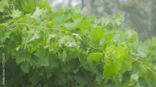 The vine and green leaves of the grapes stagger under a heavy rain and wind photo