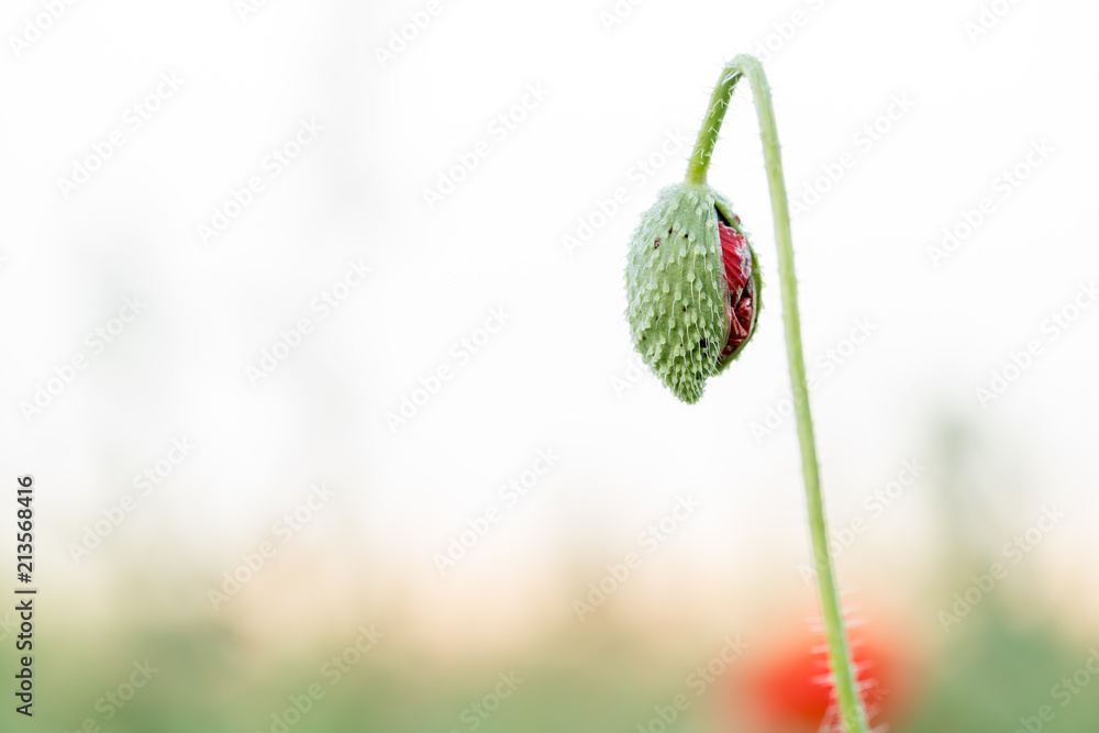 close up from a bud of a poppy close up from a bud of a poppy