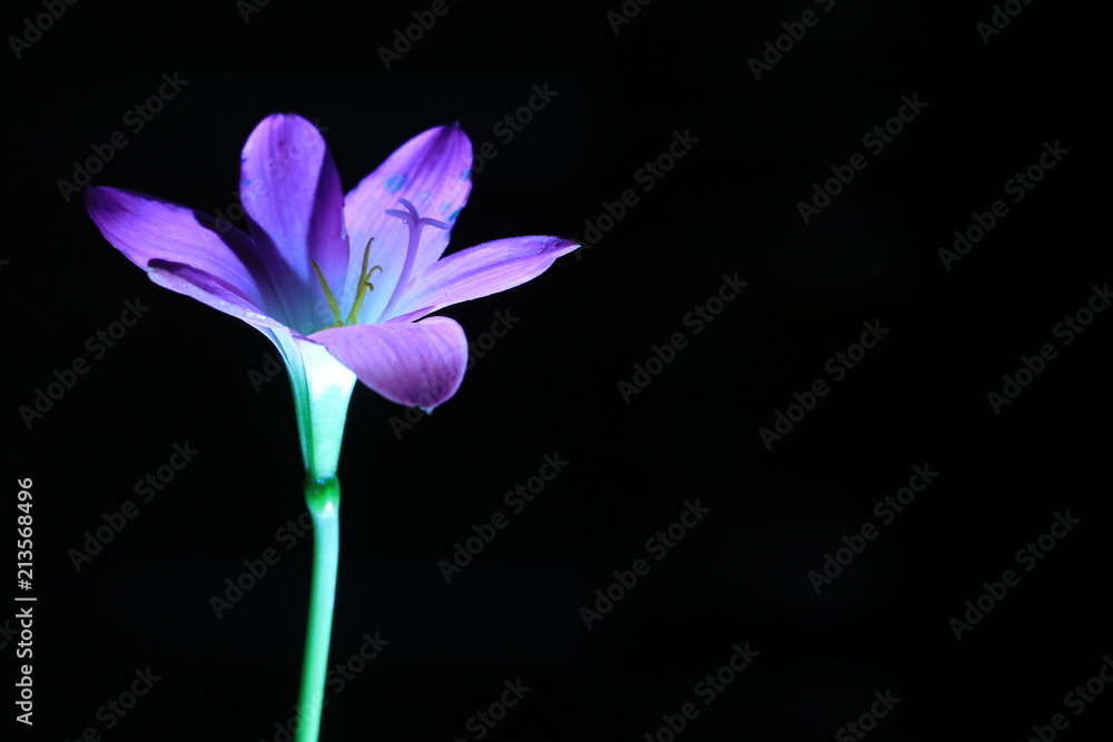 Transparency purple flower on black background