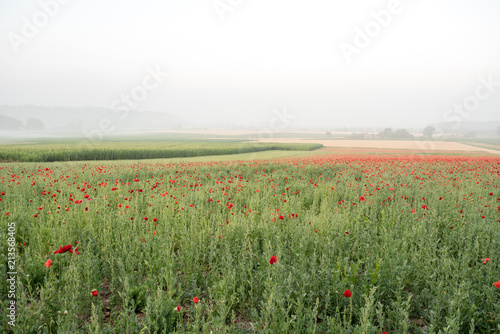 landscape of poppies