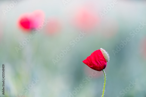 Fototapeta Naklejka Na Ścianę i Meble -  close up from an poppie