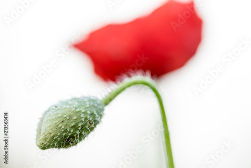 Fototapeta Naklejka Na Ścianę i Meble -  close up from  a bud of a poppy