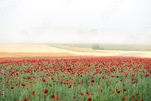 landscape of poppies