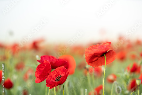 Fototapeta Naklejka Na Ścianę i Meble -  close up from an poppie