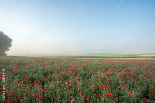 Fototapeta Naklejka Na Ścianę i Meble -  landscape of poppies