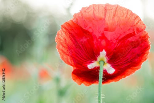 Fototapeta Naklejka Na Ścianę i Meble -  close up from an poppie