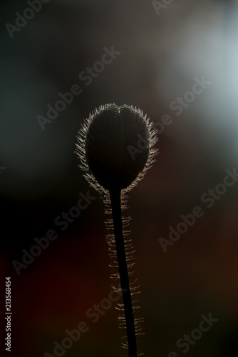 Fototapeta Naklejka Na Ścianę i Meble -  close up from  a bud of a poppy in backlight
