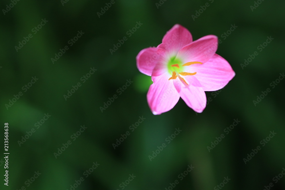 Transparency pink flower on green background