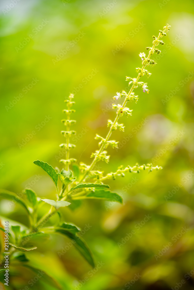 asian vegetable basil leaf.closeup basil leaf for cook.fresh basil leaves from Thailand.basil garden