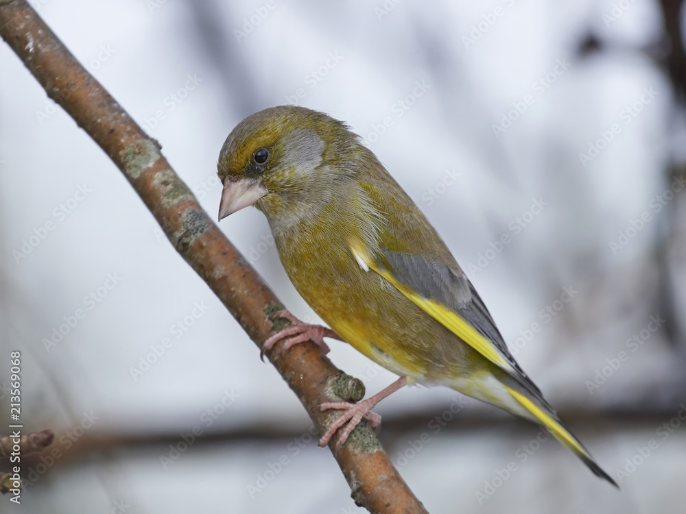 Fototapeta premium European greenfinch (Chloris chloris)